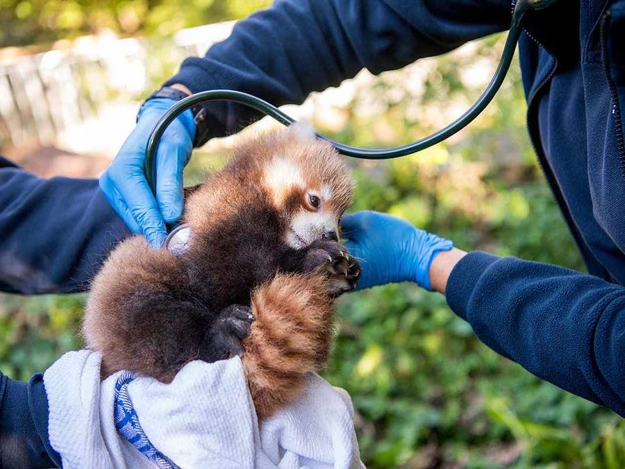 Es ist ein Junge: Rote Pandas in Hellabrunn haben erneut Nachwuchs!