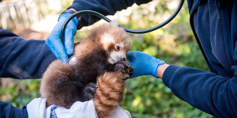 Roter Panda Tierpark Hellabrunn